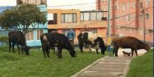 En Bogotá, familia vive con 29 vacas y teme que se las roben porque son su sustento: esto se sabe