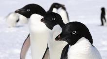 Científicos investigan las miles de muertes de miles de pingüinos en la Antártida