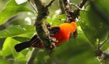 ¡Colombia vuelve a quedar campeón del Global Big Day, evento de avistamiento de aves!