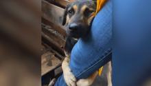 Se conoció un video en el que un perrito que se aferra a la pierna de una voluntaria tras ser rescatado de las inundaciones de Brasil