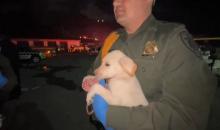 Carabineros rescataron a 17 perritos y 19 aves tras explosión de polvorería en Soacha