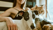 El Día de la Madre perruna y gatuna también se celebra: ¡Exija su regalo! ¿Cuándo es?