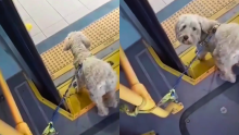 La historia de perrito que fue abandonado en TransMilenio y adoptado por un conductor: "desalmados"