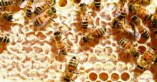 El 20 de mayo es el Día Mundial de las Abejas: ¿por que son tan importantes?
