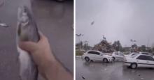 Lluvia de peces en Irán: ¿cuál es la razón de ese suceso viral?