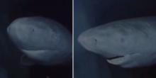 "Un fósil viviente": captaron a un tiburón de 300 años en Groenlandia. Vea su temible aspecto aquí