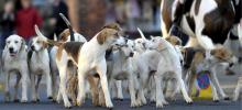 ¿Los perros pueden oler la maldad en las personas? Esta fue la sorprendente respuesta de un estudio