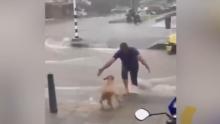 En video | Perrito se emociona al ver que taxi es rescatado de un arroyo en Barranquilla
