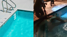 Familia creyó que su perro había visto un fantasma, pero los sorprendió un animal gigante: ¿qué era?