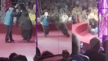 En video| Osa en patines ataca agresivamente a su entrenador en pleno espectáculo en Rusia