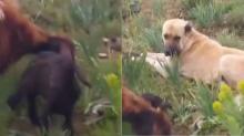 Un perro, que duró dos días desaparecido, fue hallado mientras cuidaba a una oveja que acababa de parir
