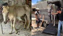 ¡Conmovedor! La tierna reacción de un caballo rescatado luego de ser maltratado y abandonado