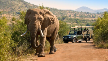 Turista español murió pisoteado por una manada de elefantes mientras les sacaba fotos en Sudáfrica