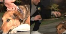 Perro callejero mordió a periodista en vivo y el video se hizo viral