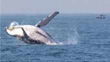 Estudio sugiere que las ballenas jorobadas fueron más felices durante la pandemia del COVID-19