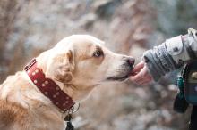 ¿Cuántas palabras pueden entender los perros? Esto responde la ciencia 