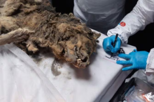 En Siberia encontraron el cadáver de un lobo de 44 mil años en casi perfectas condiciones  