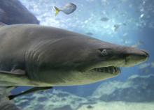 Imágenes sensibles | Hombre fue atacado por tiburón mientras surfeaba: estas heridas le dejó