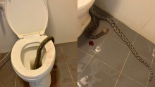 En video: ¡Qué susto! Hombre fue mordido en los testículos por una serpiente que salió del inodoro