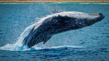En video| ¡Majestuoso! Turistas grabaron el imponente salto de una ballena en el Pacífico colombiano