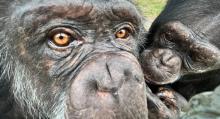 Videos demuestran que los chimpancés llevan articulando palabras desde 1962