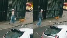 En video | ¡Curioso hecho! Perro le robó la compra de las manos a una persona y emprendió la huida  