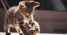 Día Internacional del Gato: consejos científicos para darles calidad de vida