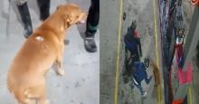 En video: perro callejero defendió de un atraco a trabajadora de una gasolinera
